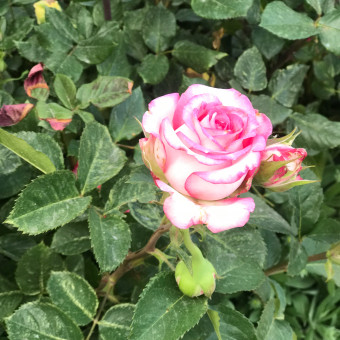 سرکار خانم نجف پیر