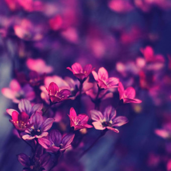 مریم رضوانی