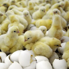 امیر حسین رضازاده شیرازی