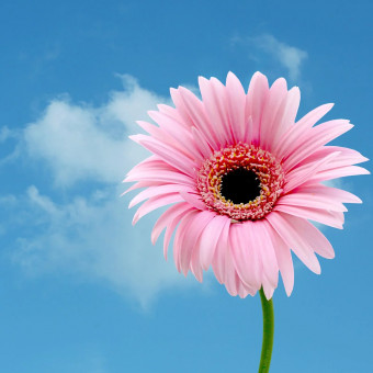 مرضیه غفوری