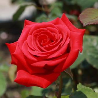 سهیلا تبریزی