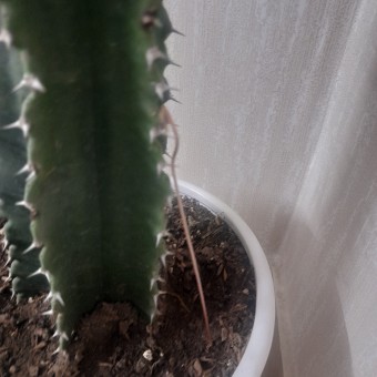 وحید گودرزی