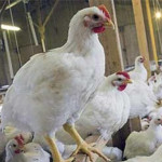 امیر حسین رضازاده شیرازی