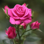 فرزانه علیزاده