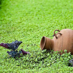 رضا فروتن منش