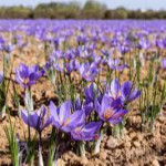 فاطمه واحدیان اردکانی