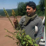 مجید اسکندری