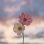 مهدیه اشراقی