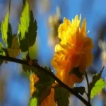 بابک احراری