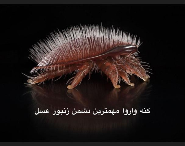 وبینار کنه واروا مهمترین دشمن زنبور عسل