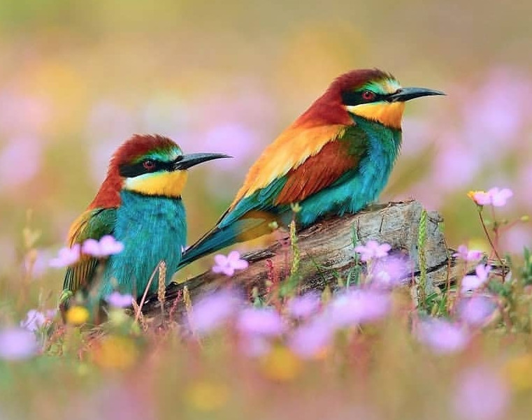 وبینار تکنیک های موثر در کاهش ترس و درد زایمان و اضطراب دوران بارداری