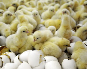 دوره کسب درامد از طریق پرورش مرغ بومی (زینتی و تخم گذار)