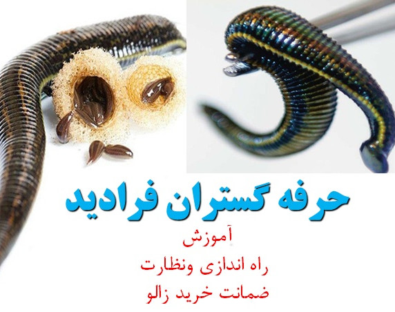 وبینار چگونه با پرورش زالوی طبی پولدار بشیم