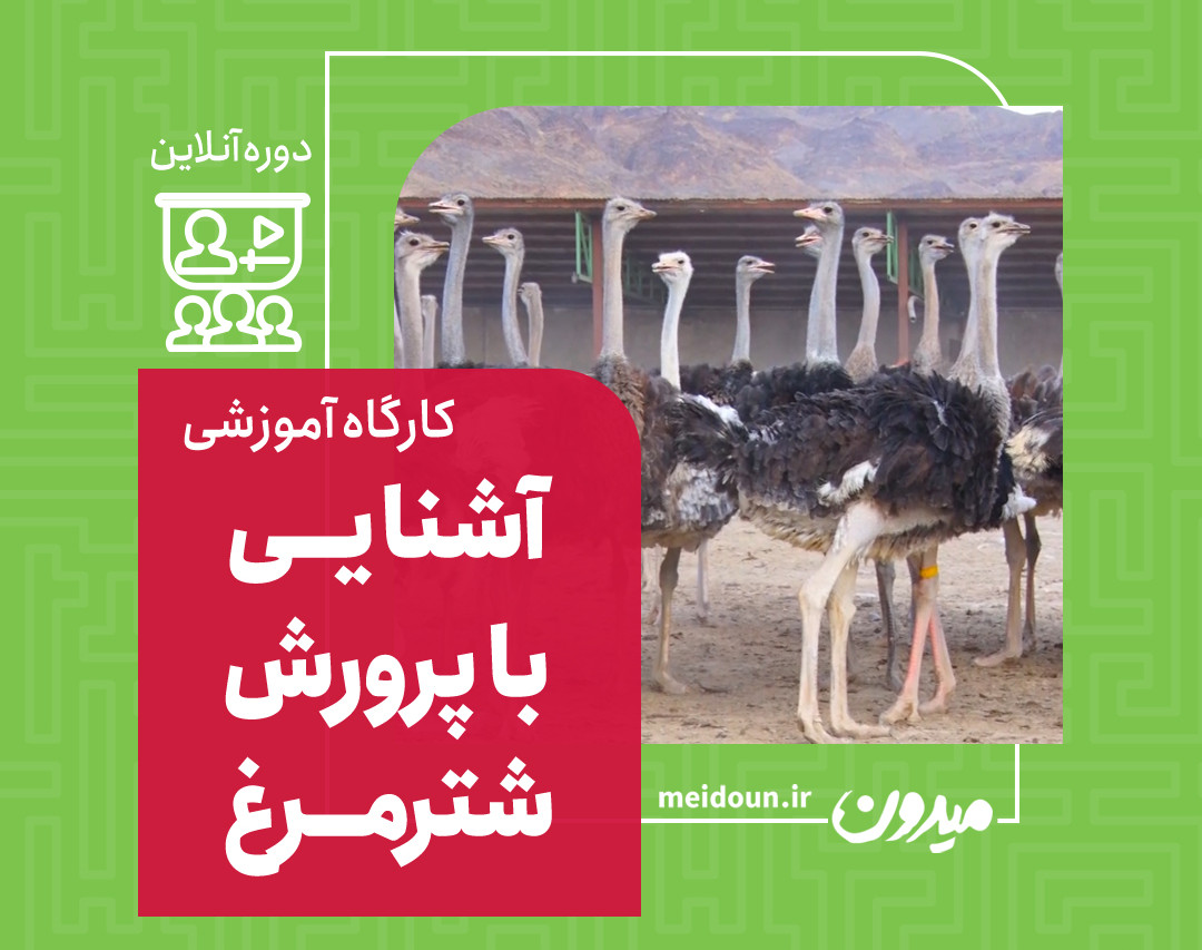 وبینار پیش درآمد پرورش شترمرغ