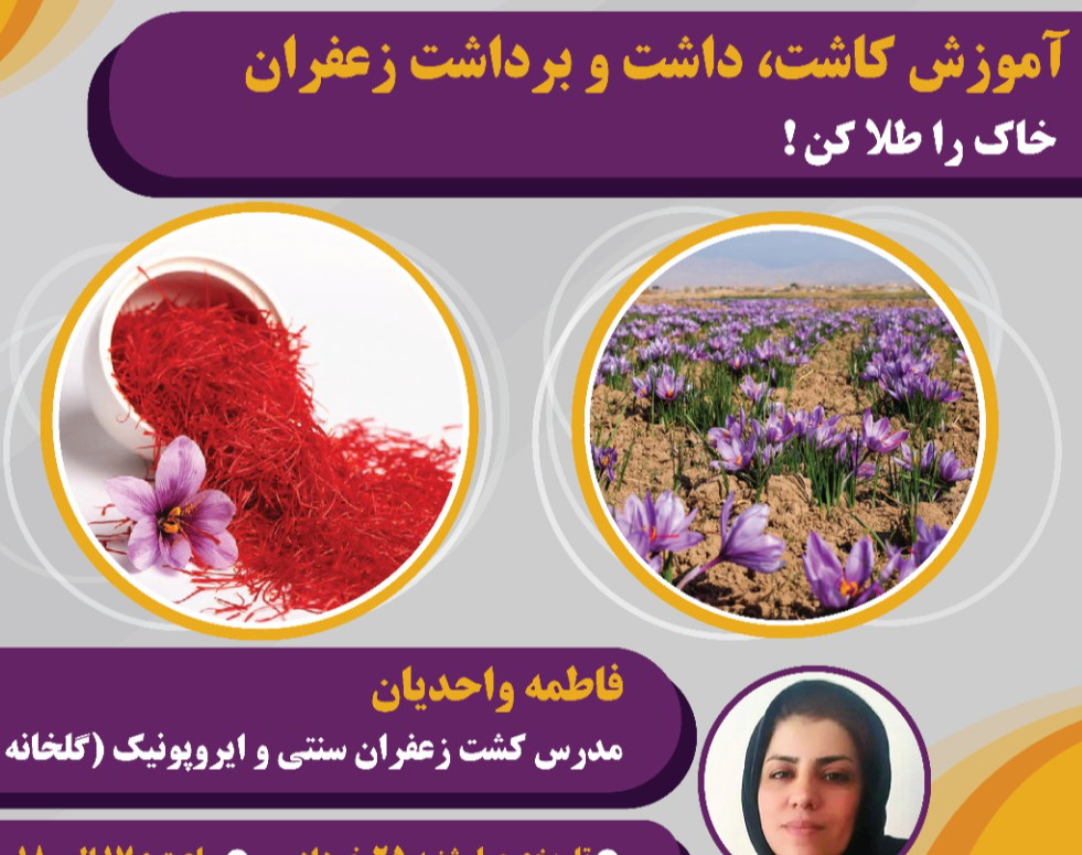 وبینار کاشت و داشت و برداشت زعفران