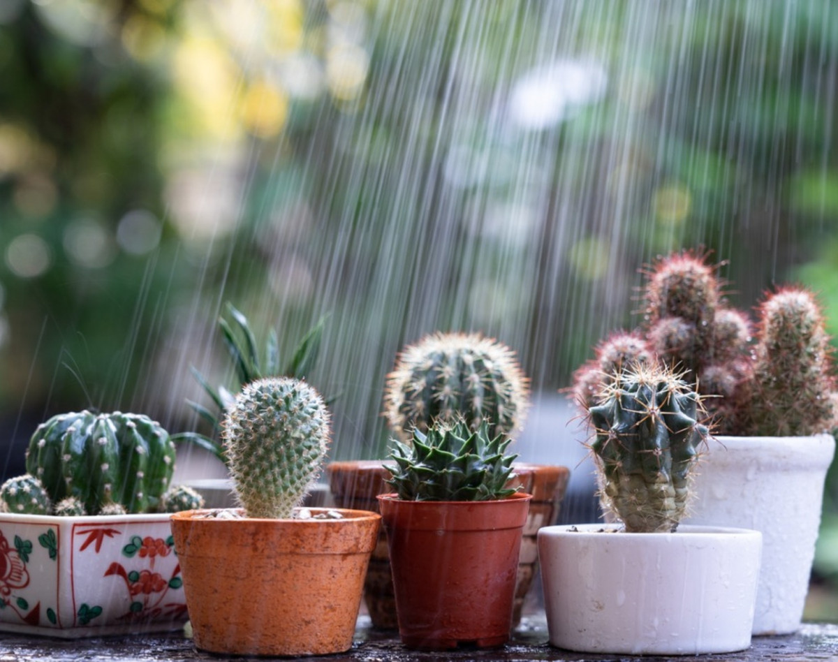 وبینار کاکتوس در باران