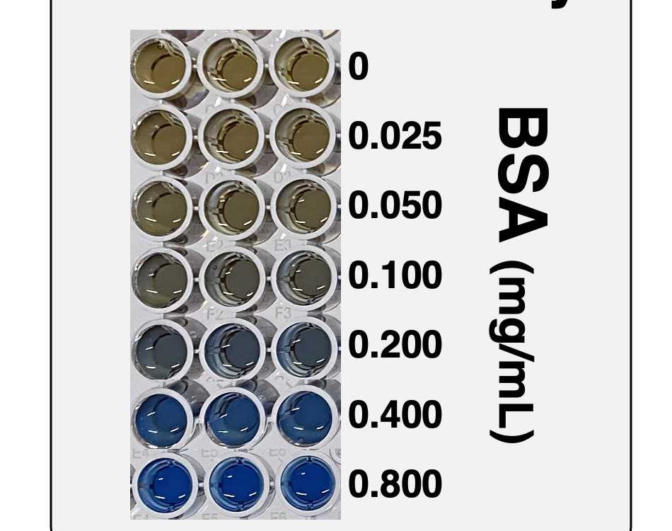 سنجش مقدار پروتئین