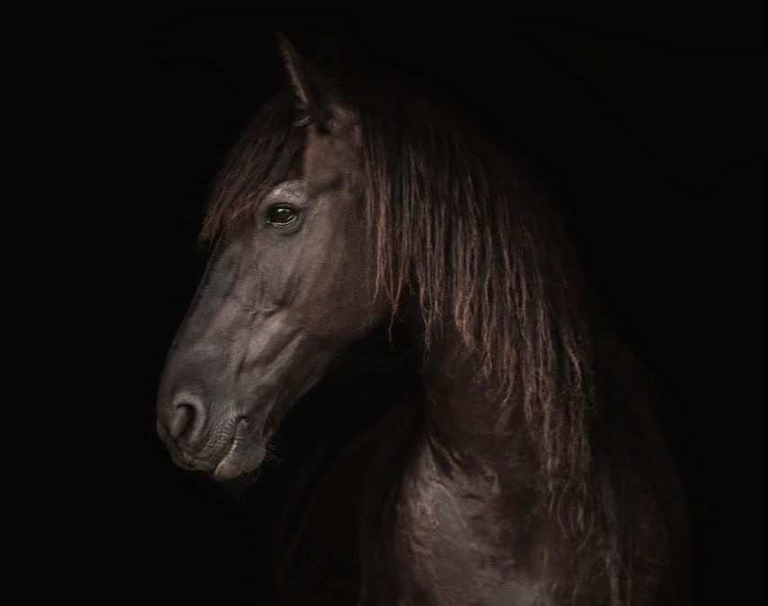 وبینار خلاصه کتاب اسب سیاه (برعکس همیشه موفق شو)