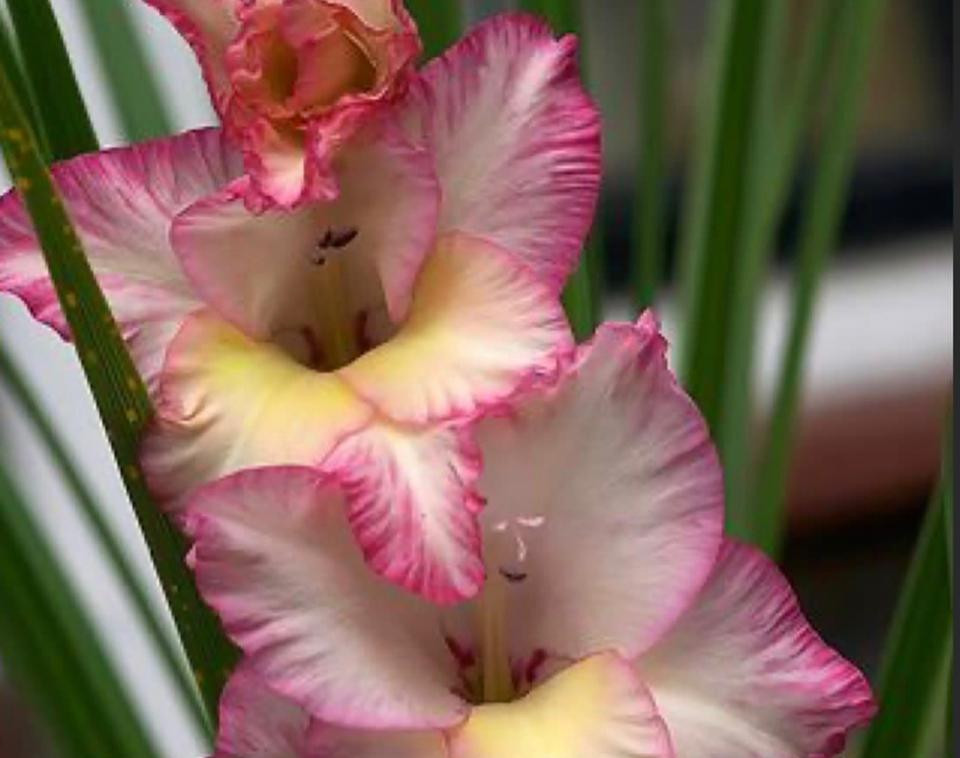 وبینار مدیریت استرس و بحران