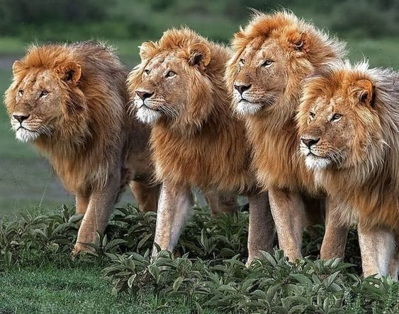 وبینار کلاس ژنتیک کنکور