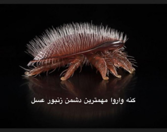 وبینار کنه واروا مهمترین دشمن زنبور عسل
