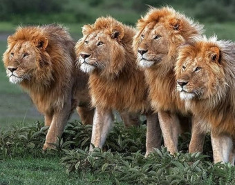 وبینار کلاس ژنتیک کنکور