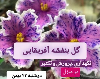 وبینار صفر تا صد نگهداری ،پرورش و تکثیر بنفشه آفریقایی در منزل